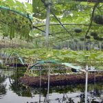 Floating Vegetable Cultivation