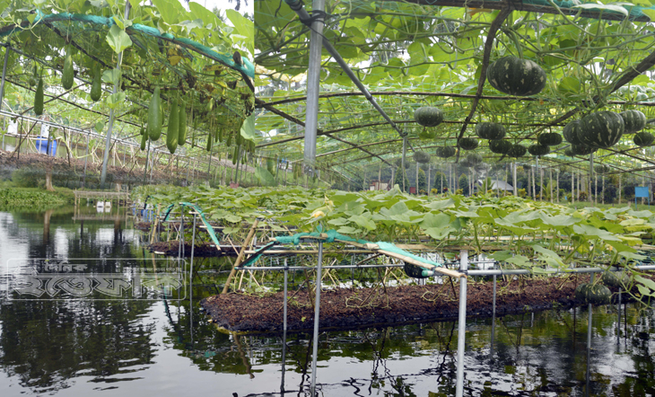 Floating Vegetable Cultivation